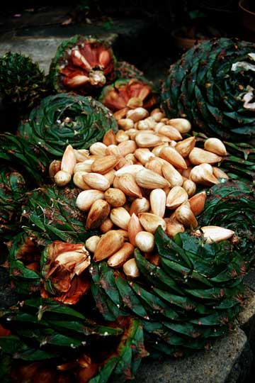bunya