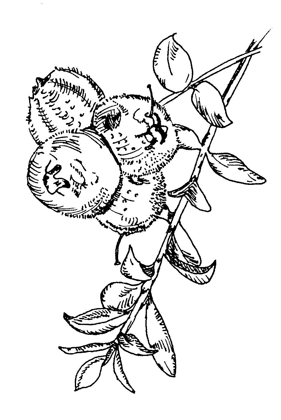 kunzea