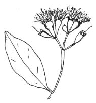 syzcory