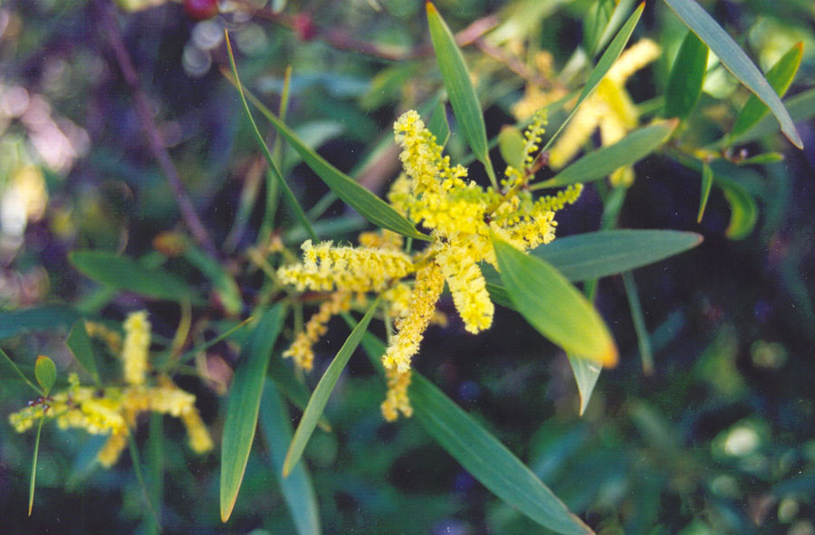 acacia