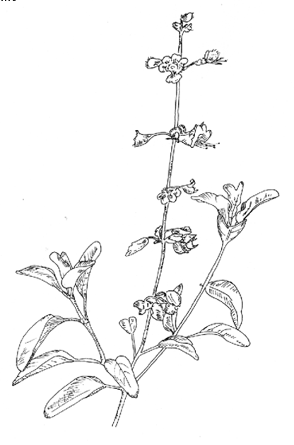 basil