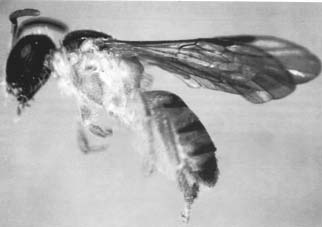bee