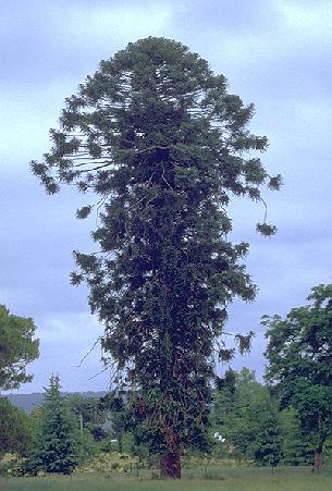 bunya