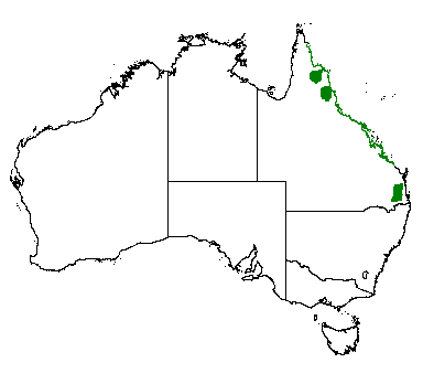 bunya