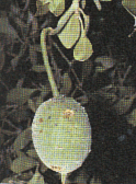 capparis
