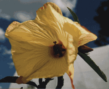 hibiscus
