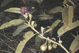 solanum